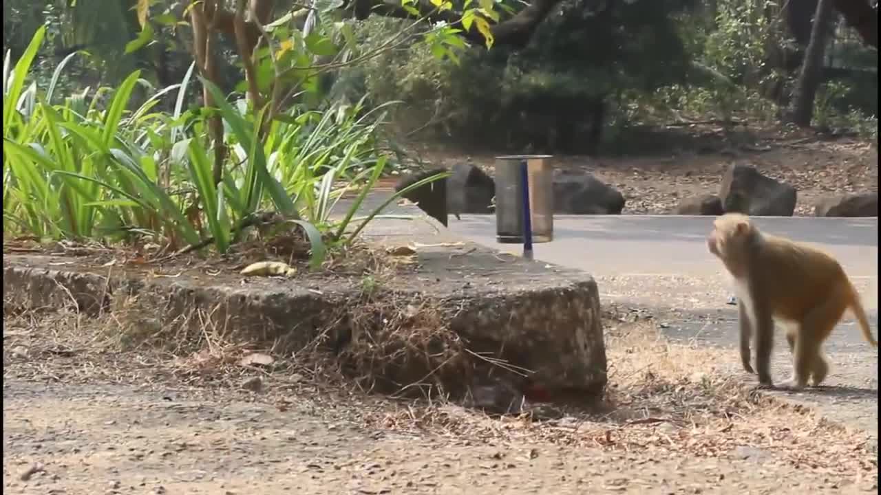 VERY FUNNY MONKEYS AFRAID OF FAKE SNAKE