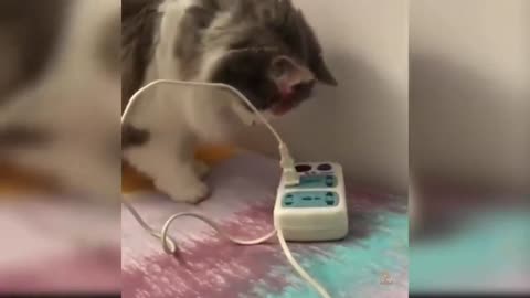 Cat Puts The Plug