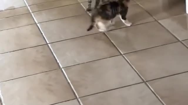 Cute kitten cat trying to walk properly