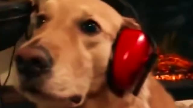 Dogs sing, but one doggie is not interested | jokes from Giraffe | Tik Tok #Shorts