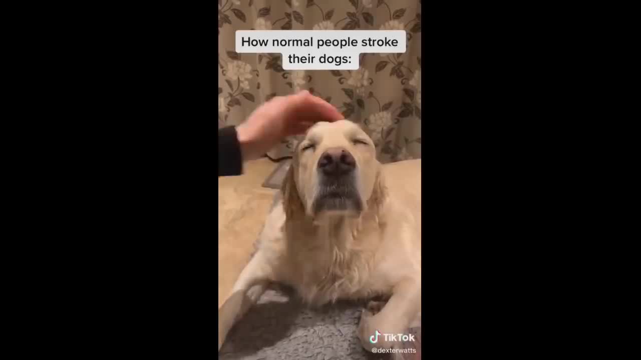 More of the Cutest Pets HD