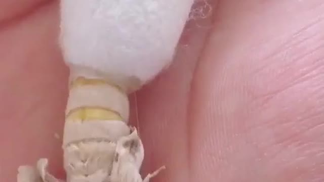 Cocoon breaking into butterfly