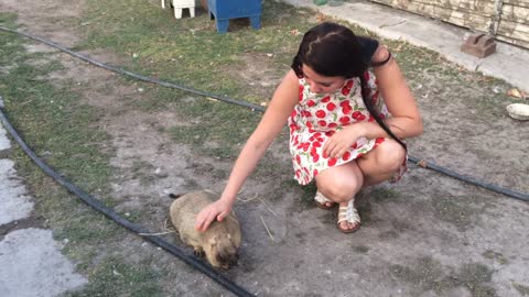 A girl strokes a plump groundhog