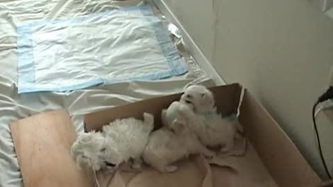 CUTE PUPPIES!!- 6 Weeks Old- Nursing from their Uncle!!