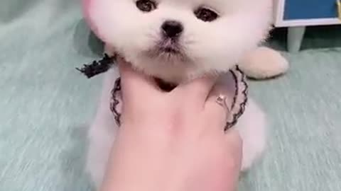 Dog cute video 😍