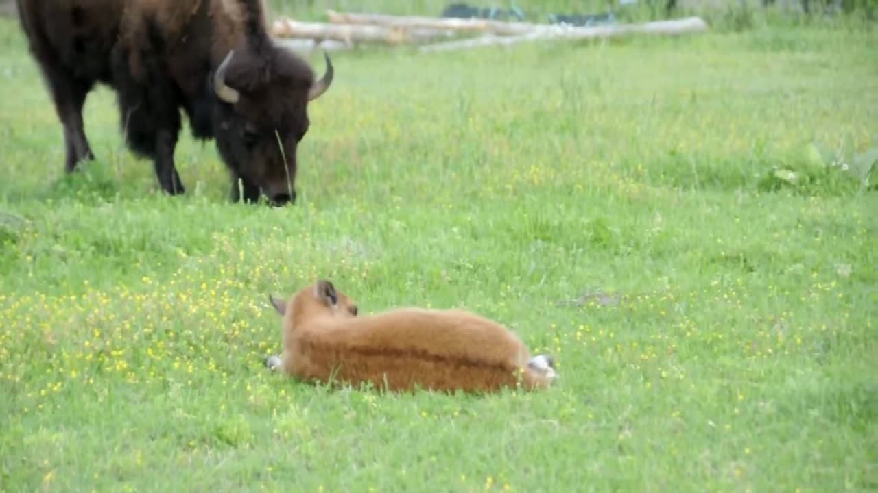 Bison baby calve relaxing