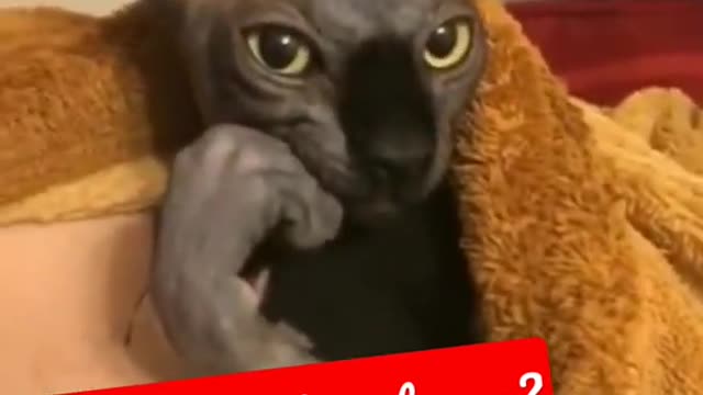 Funny Animals Videos