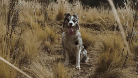 A Dog Sitting on a Field