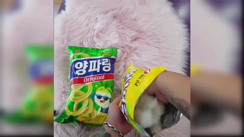 Animal lovers