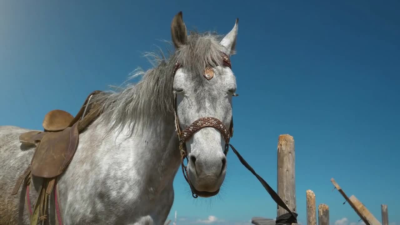 Gray horse looks at the camera