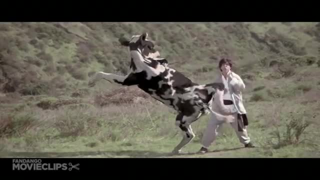 Cow Fight Kung Pow