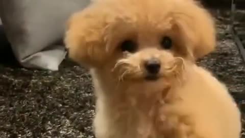 Funniest Dog Videos - Best Of The 2022 Funny Animal Videos 2022.