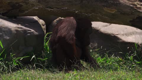 Funny gorilla 🦍 sitting on the stone side videos