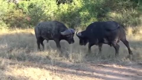Buffallo battle