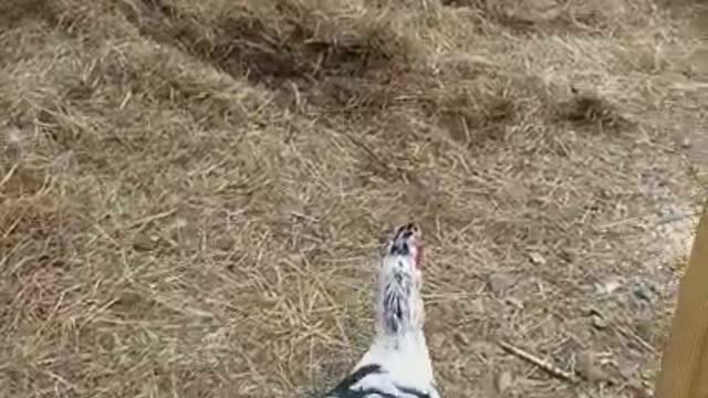 2 Moscovys and a Chick Episode 11 Jake Waddles back to the pen!