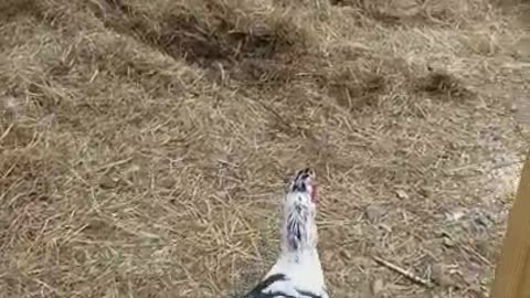 2 Moscovys and a Chick Episode 11 Jake Waddles back to the pen!