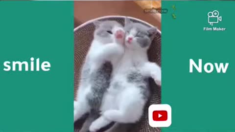 What Funny Cats 2021 28062021
