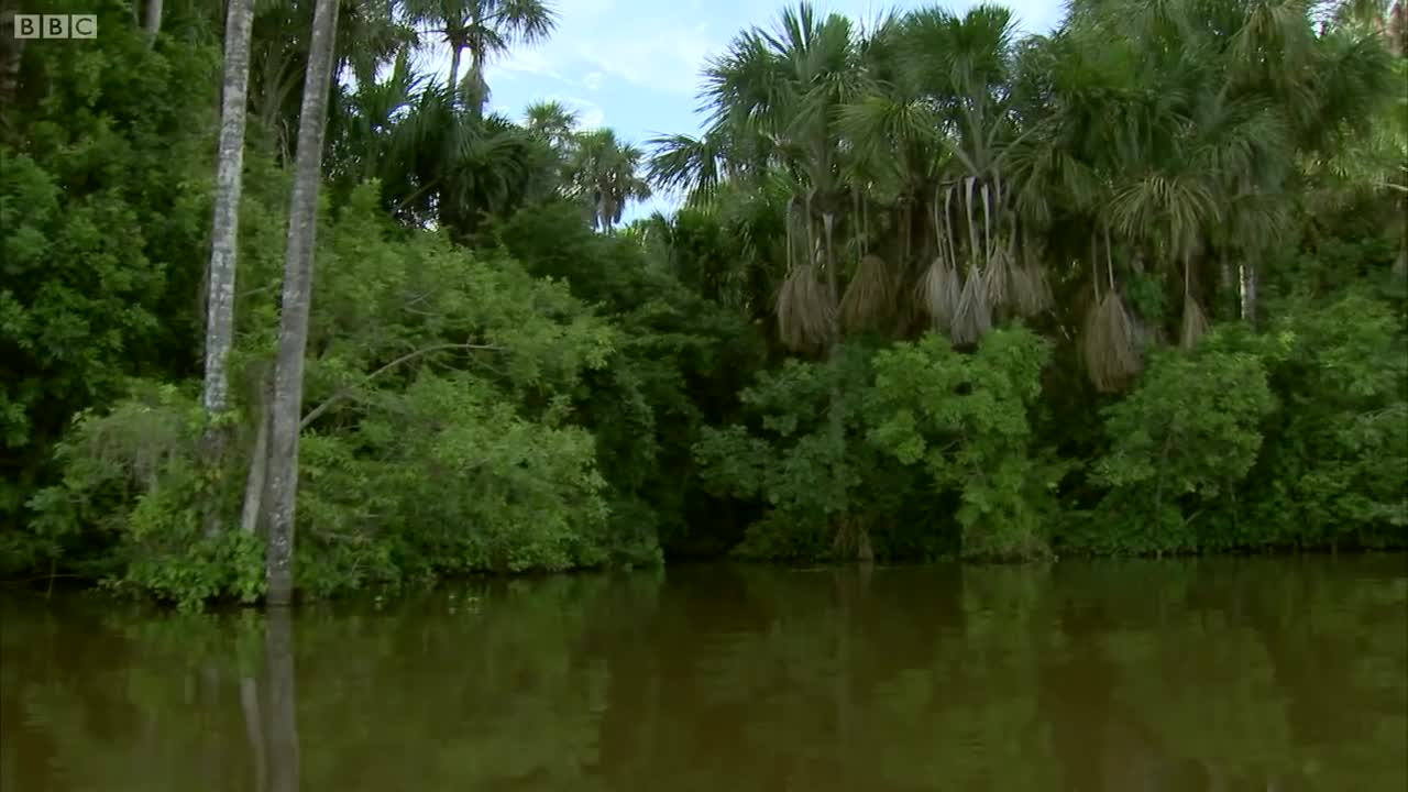 Spotting a Rare Giant Amazon Otter | Deadly 60 | Series 2 | BBC Earth