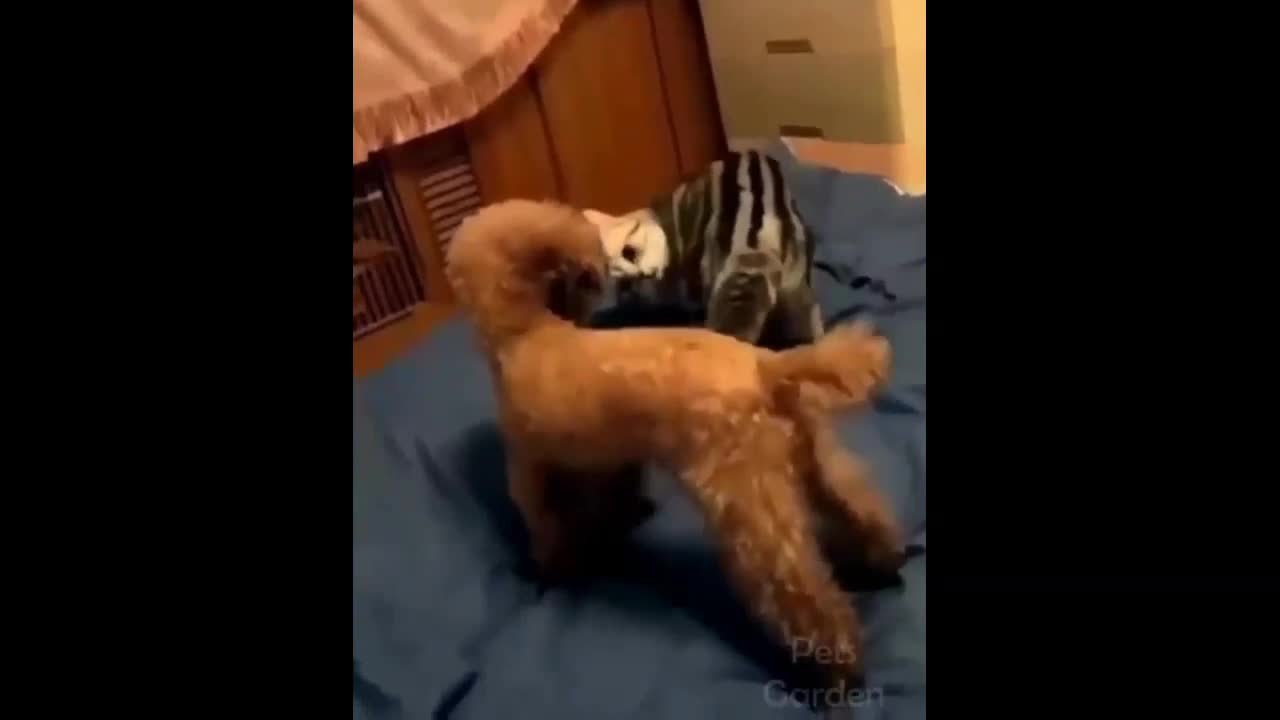 Funny Cat Teasing Dog