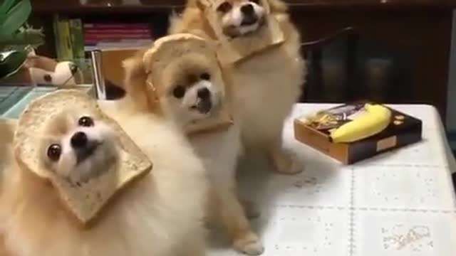 Dogs Wearing Masks