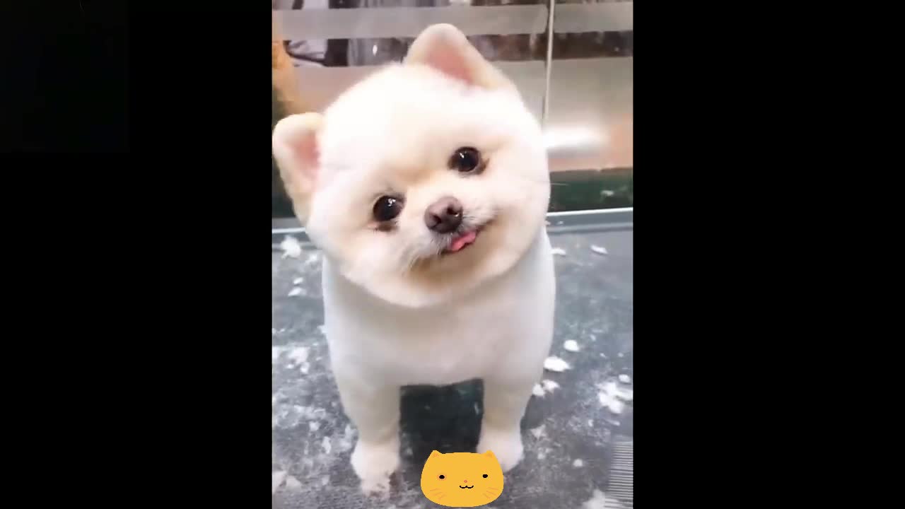 Cats and dogs are adorable