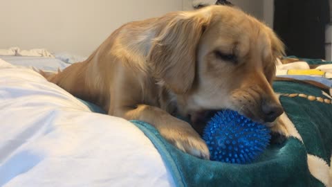 Golden Puppy Squeaker Toy Driving Grandma Mad