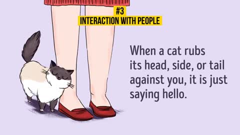 HOW TO UNDERSTAND YOUR CAT BETTER