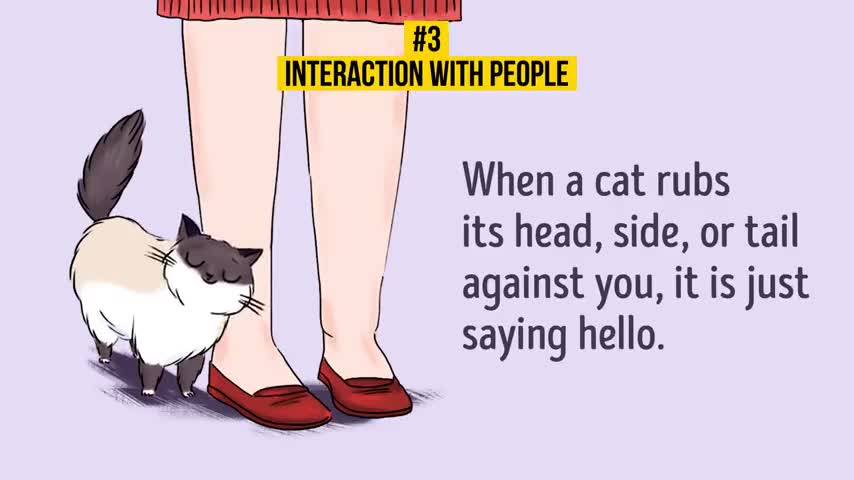 HOW TO UNDERSTAND YOUR CAT BETTER