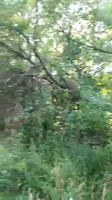 Peaceful Nature Scene