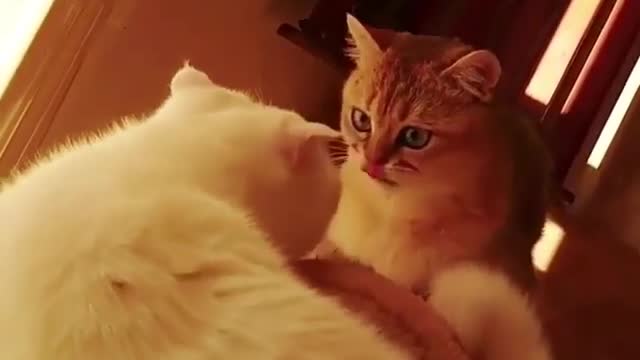 An unknown and beautiful love story of an orange cat and a white cat