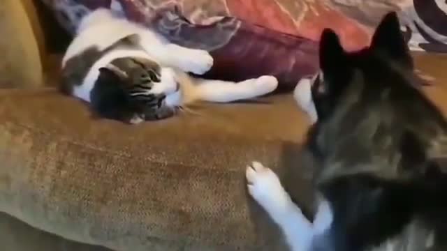 Funny Cats and Dogs videos