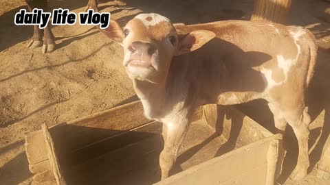 the calf is really cute | daily life vlog