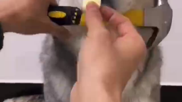 It is said that the second time is more popular