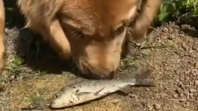 The dog saved the life of the fish