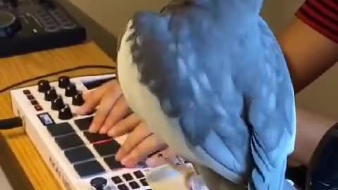 bird sings along with the beat