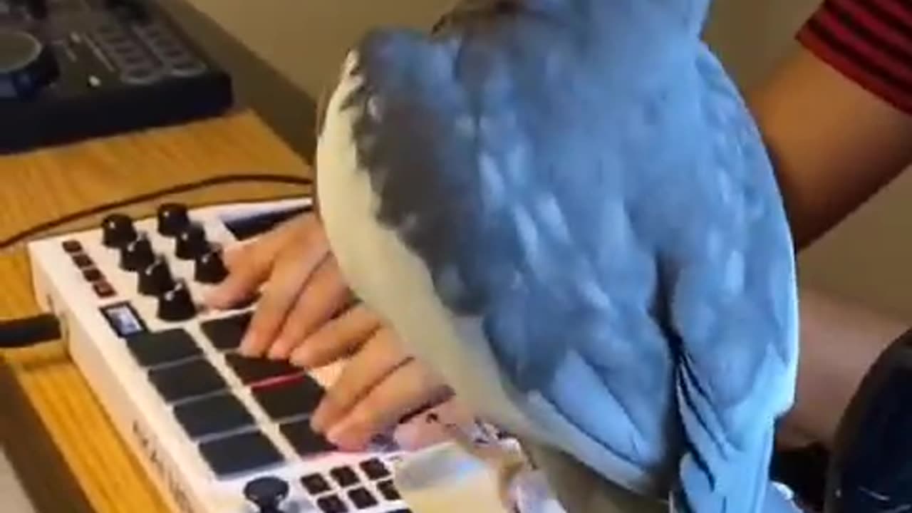 bird sings along with the beat