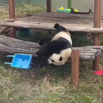 Panda bear mimicking Bull in a china shop 🤣😂