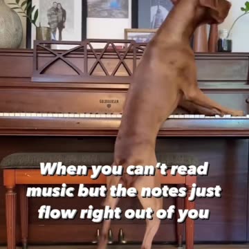 DOG READS MUSIC!