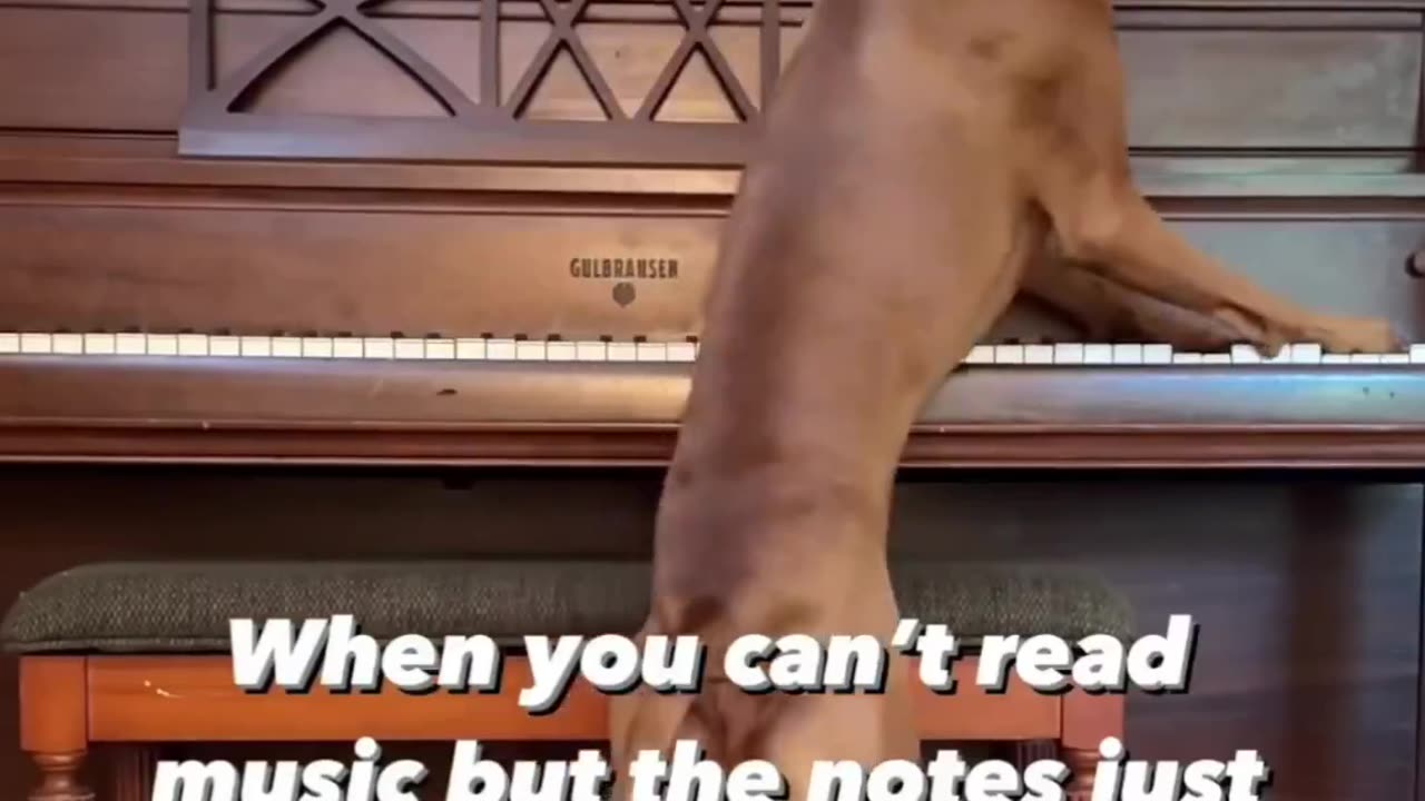 DOG READS MUSIC!