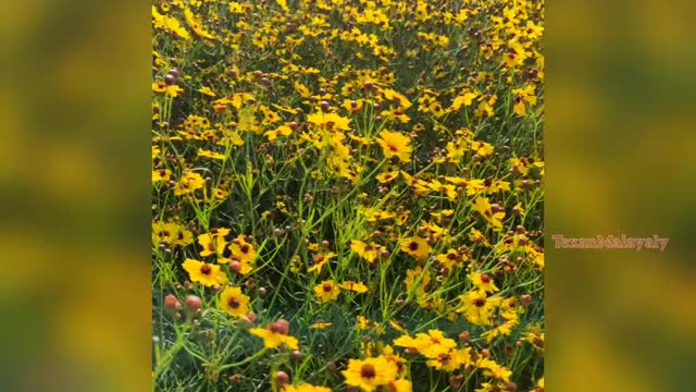 Field ful of yellow flowers