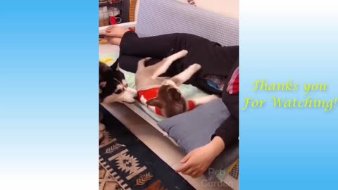 Dog sleeping very funny video