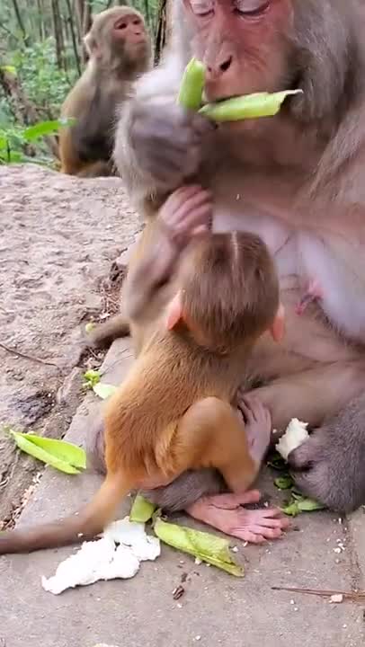 Cute baby monkey pet Breast feeding baby