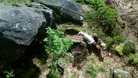 Doggie Diaries #46 - May 2014