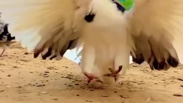 what a beautiful pigeon Bangladesh #atsvlog
