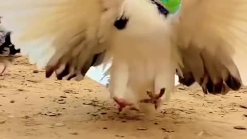what a beautiful pigeon Bangladesh #atsvlog