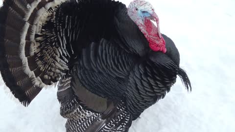 Close up of a Turkey