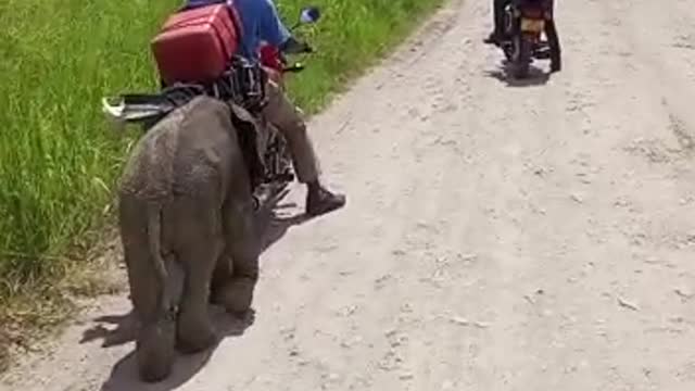 Elephant scandal