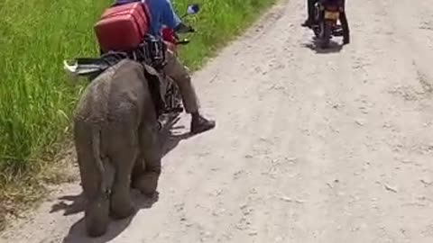 Elephant scandal