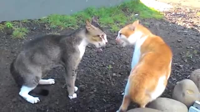 fighting cat for territory