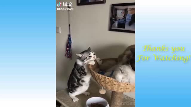 Cute and Funny Pets Compilation Pet Garden